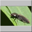 Dicronychus sp - Schnellkaefer 01 10mm.jpg